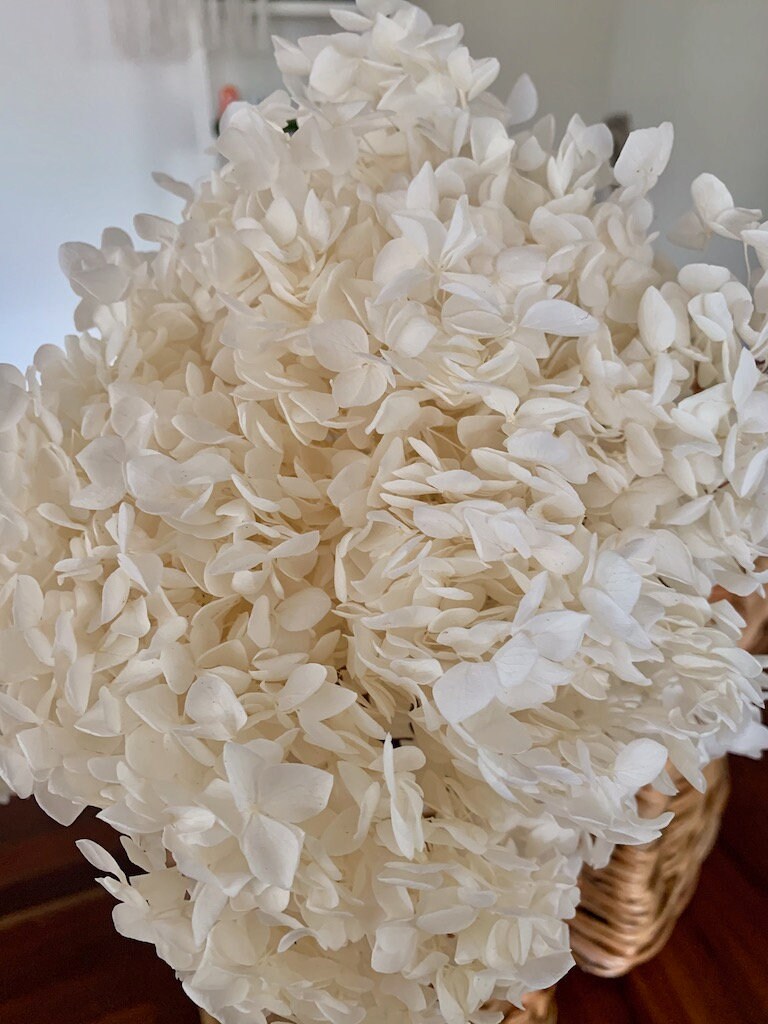 Creamy white Preserved anna hydrangea Diamter 20-22cm, hortensia, bridalflower, preserved white/bleached