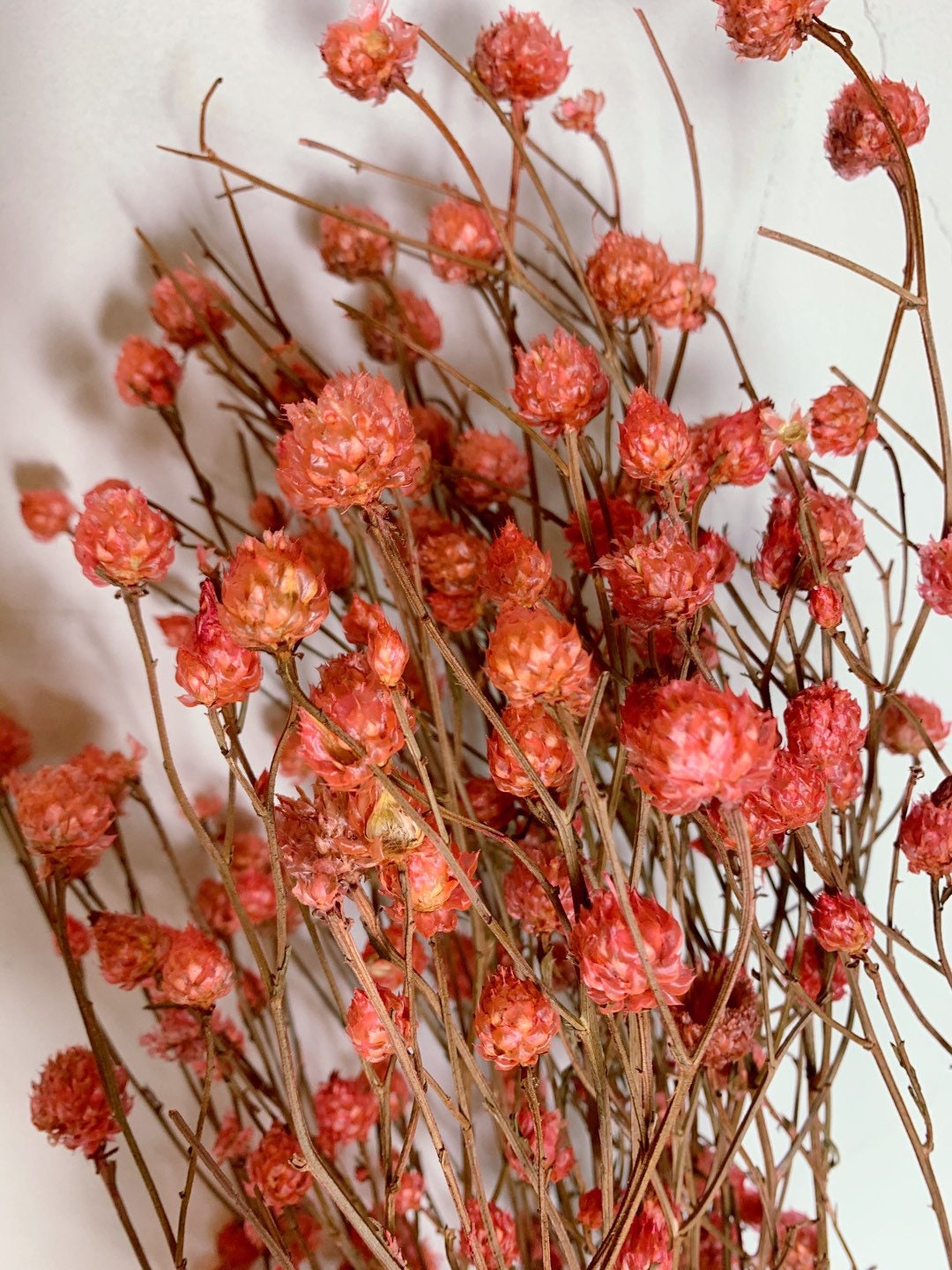 Bouquet centaurea ruppen rouge 100g, centeaurea dried red, dried flower H70-80cm