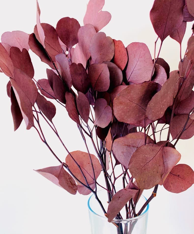 Preserved eucalytus populus burgundy 100-120g/bunch