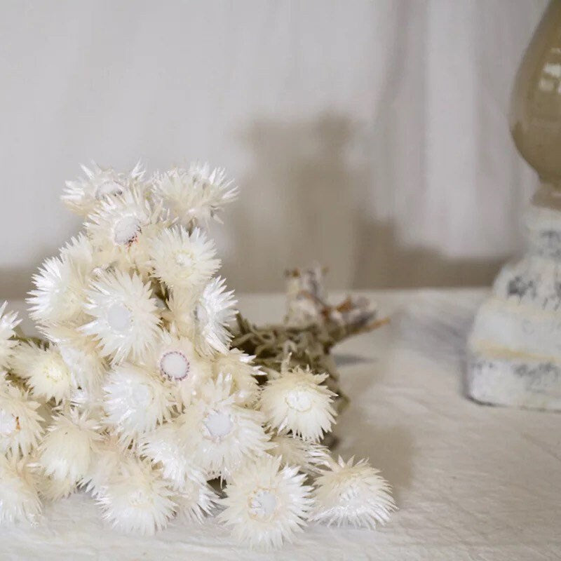 Chrysantheme bleached 50g/bunch, white bunch for decoration, French immortelle