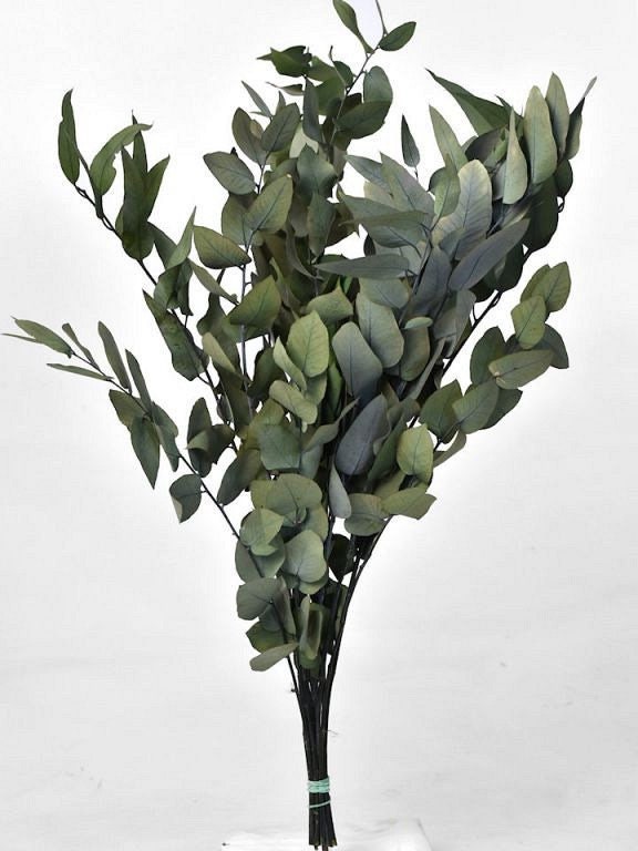 Preserved eucalytus green natural color 100-120g/ bunch