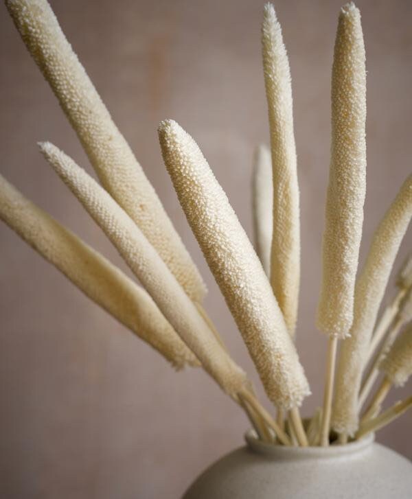 x8 stem bunch Dried Babala, white bouquet