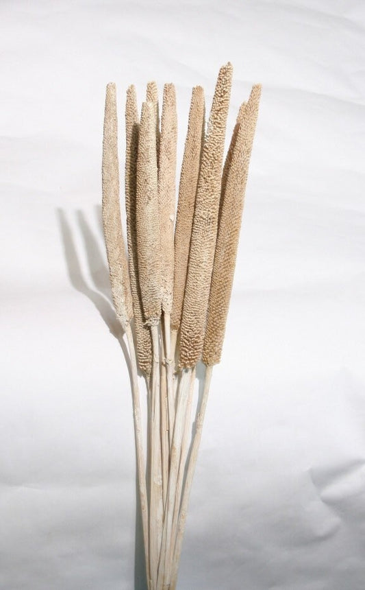 x10 stems Dried babala natural bunch 120-140G/bunch