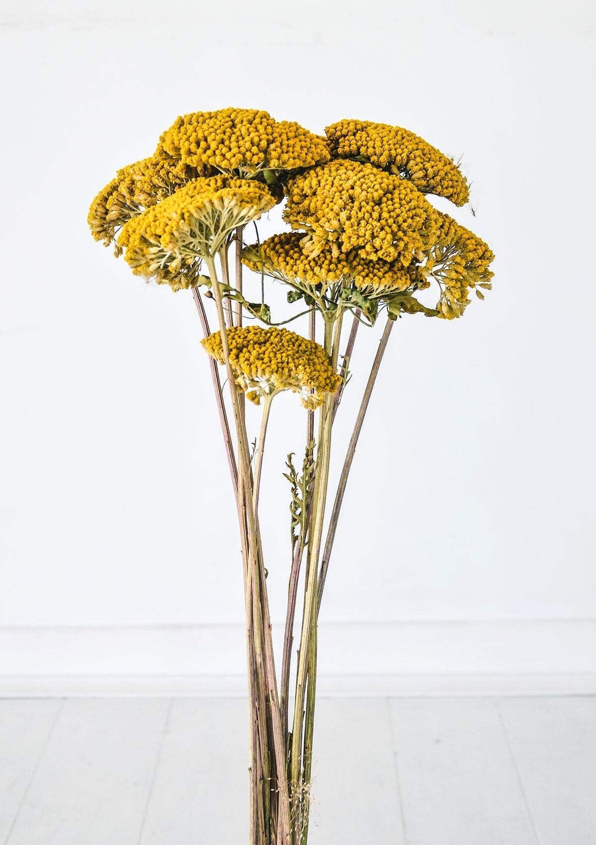 Beautiful dried achillea, yarrow bunch 100g