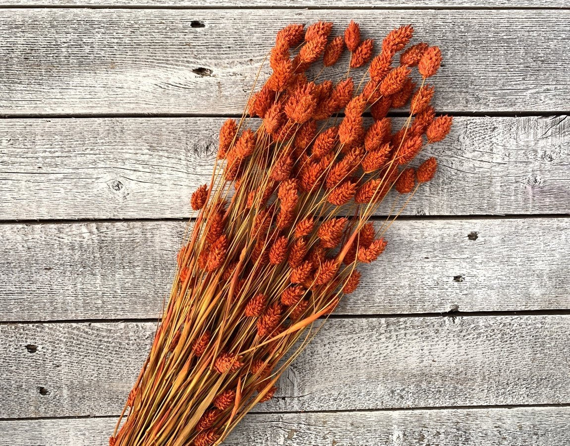 Dried Phalaris orange/terracota 100-120g, decoration, dried flower home decoration 60cm 100g per bunch