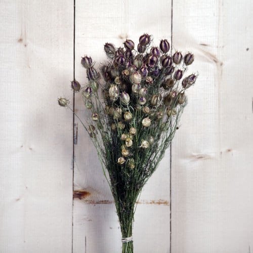 Dried Nigella pop natural bunch 100g
