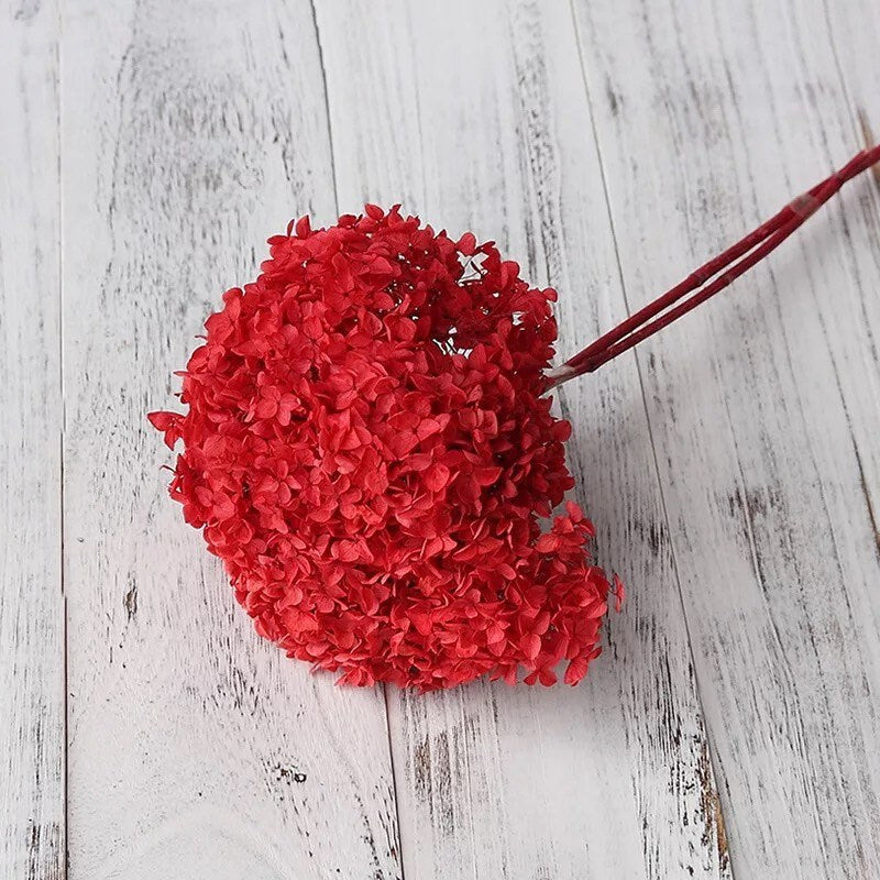 Preserved hydrangea Red color, horstensia preservé, stabilisé, diametre 20cm