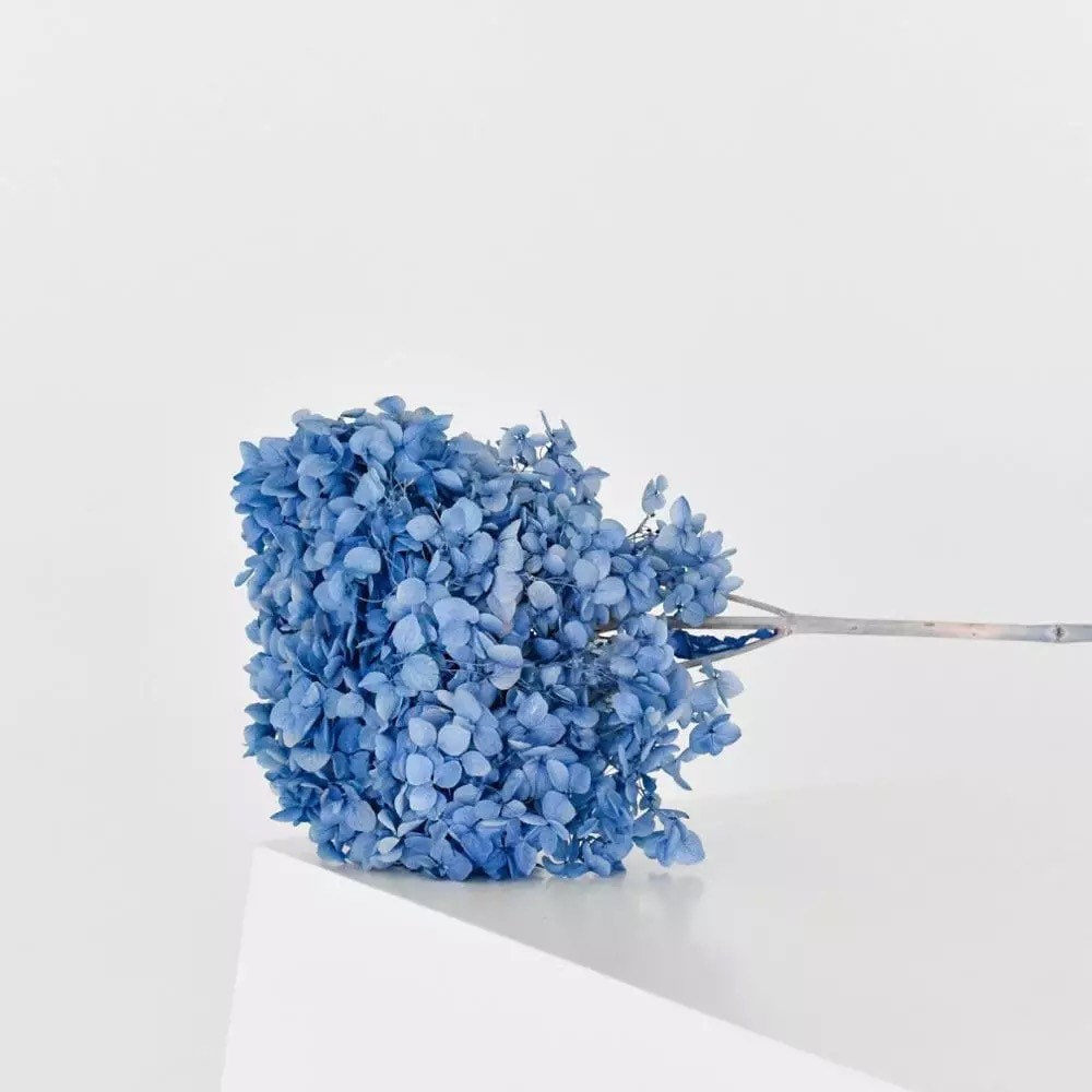 Preserved Hydrangea baby blue big size 22-23cm diameter of stem, hortensia preserved, wedding bunch