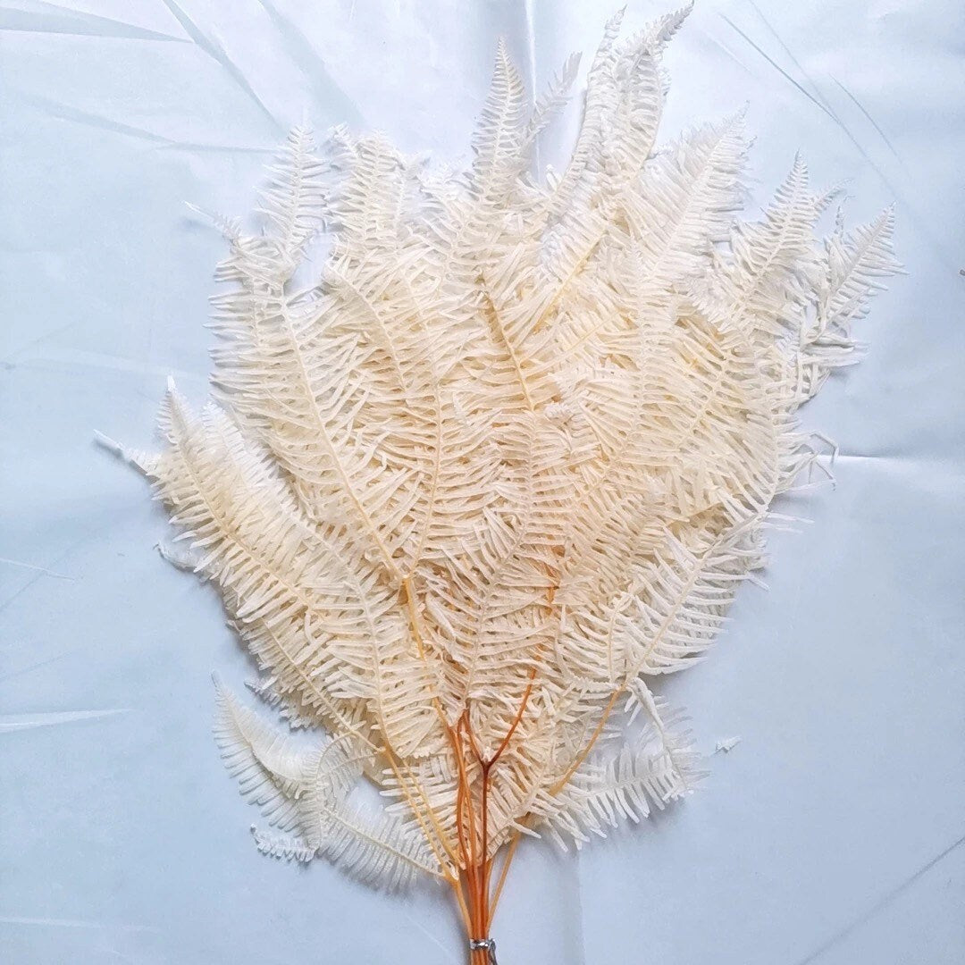 x10 stem bunch preserved moutain fern bleached, white bouquet, wall decoration, wall moss, DYI project