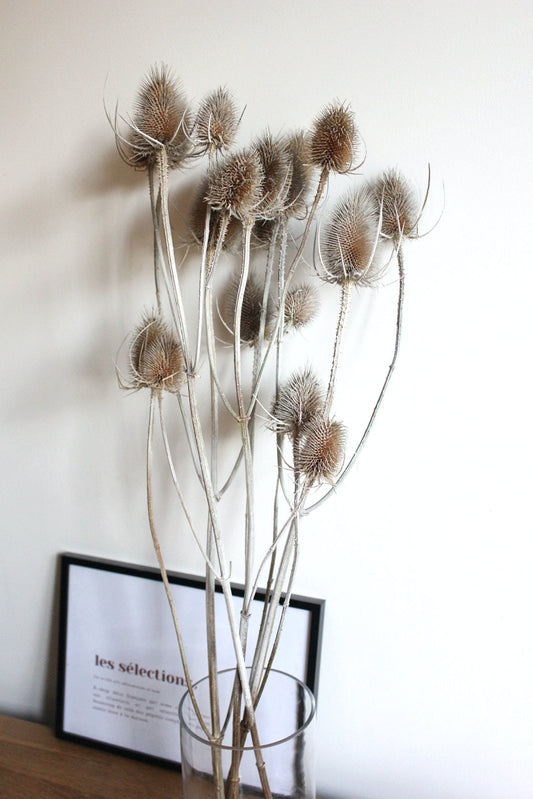 Chardon séché naturel bouque, fleur séché, dried flower H60-70cm
