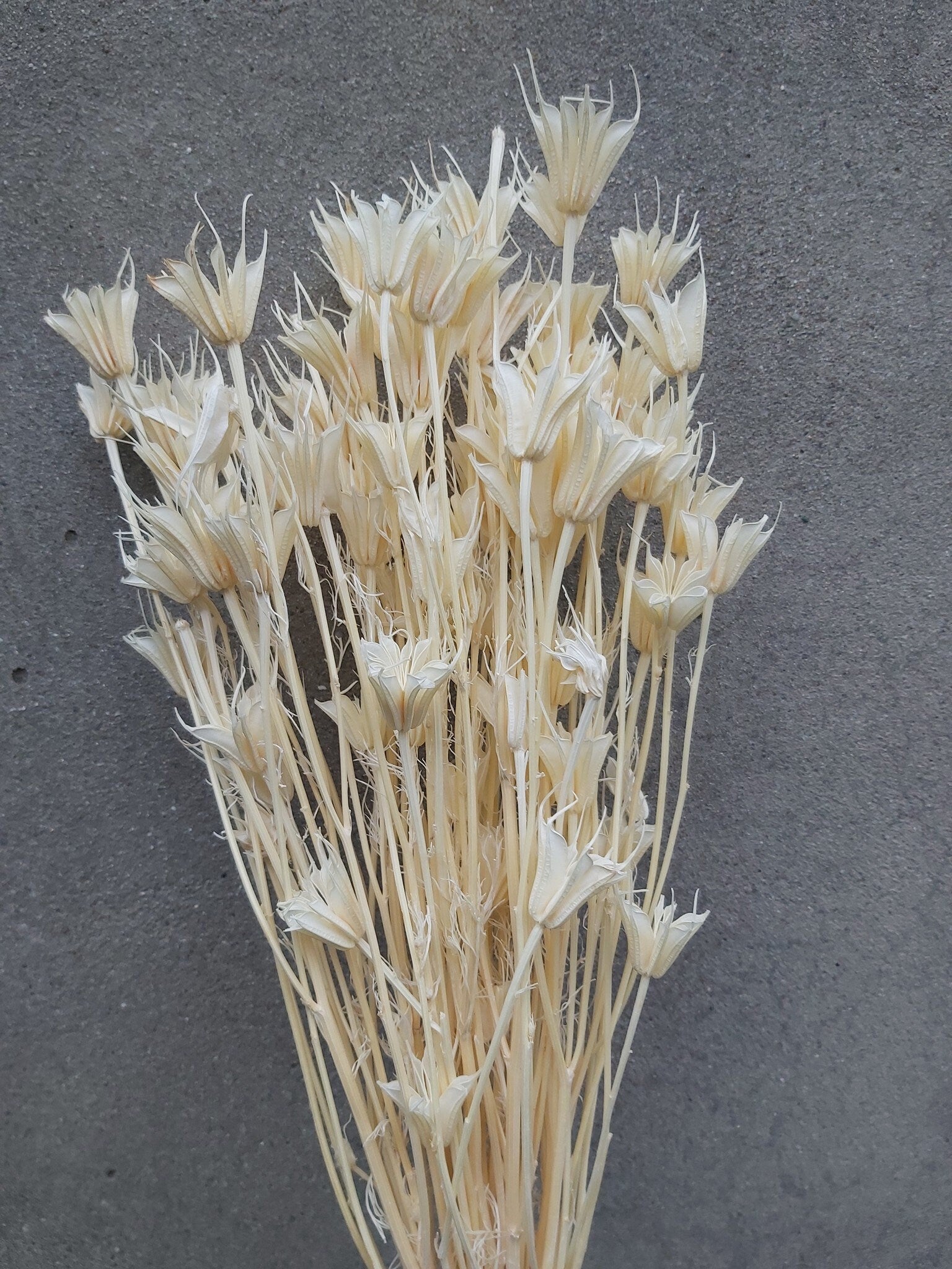 Nigella orientale bleached, white bouquet 100g, dried flower, rustic bunch