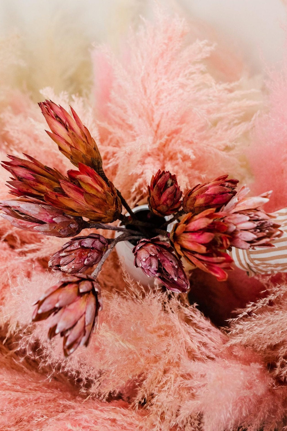 x6 stems dried protea repens, africain dried flower