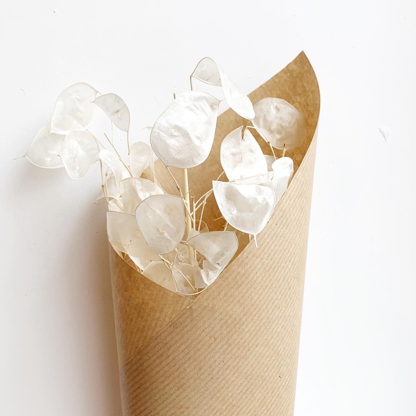 Mini bunch bleached preserved lunaria biennes short stems 20-25cm,monnaie du pape stabilisé