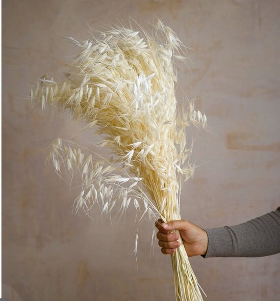 Avena bloom bleached,avene blanchi, dried oat white bunch, 80g
