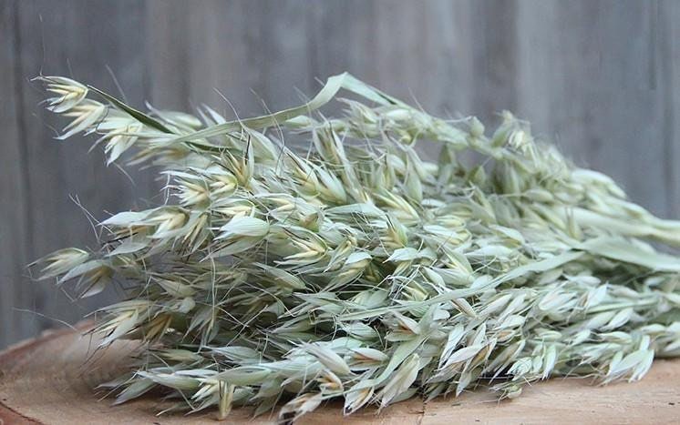 Dried natural bundle avena 100g