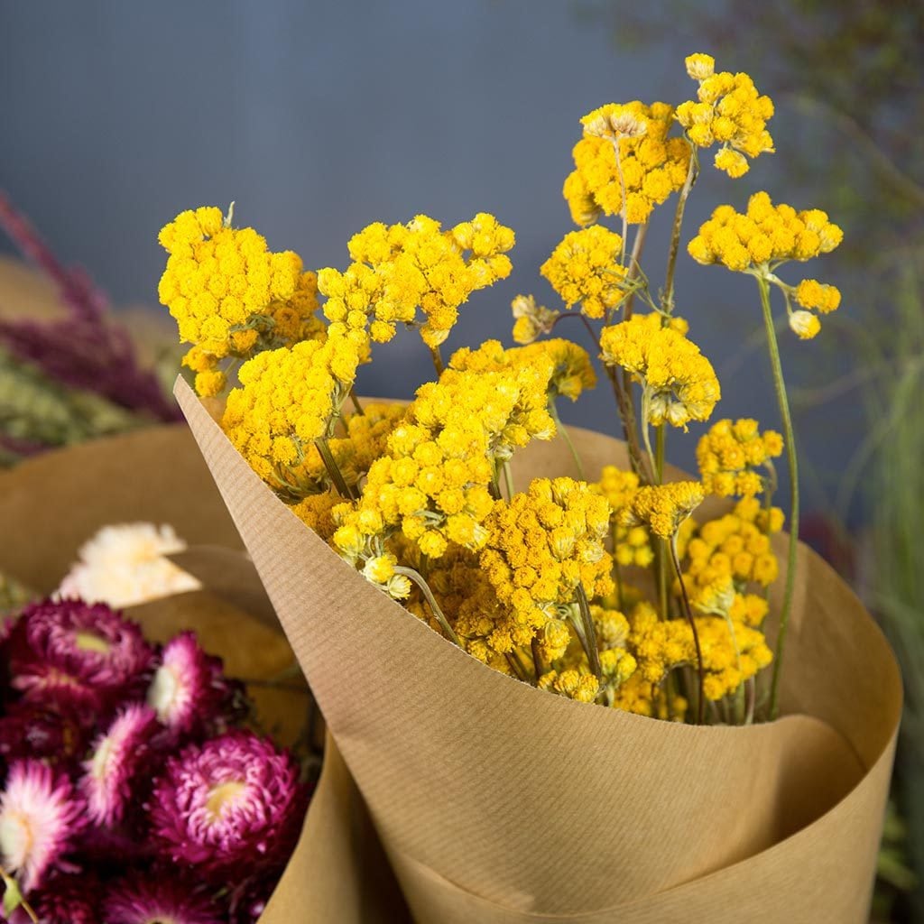 Lona seché couleur jaune naturel 100g bunch, dried flower