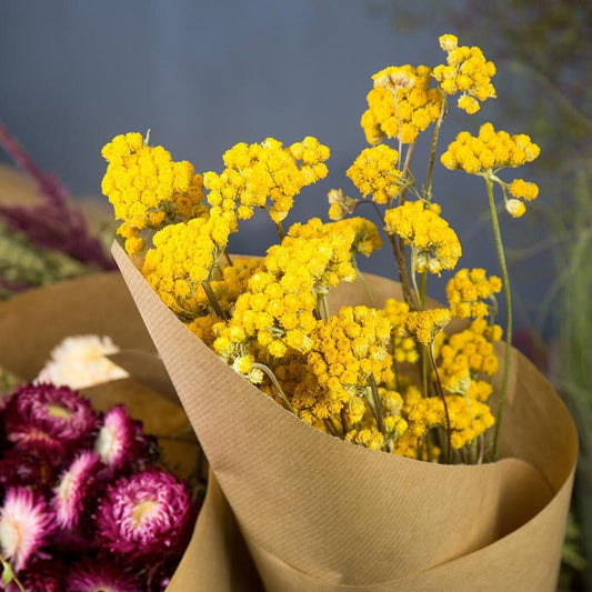 Lona seché couleur jaune naturel 100g bunch, dried flower