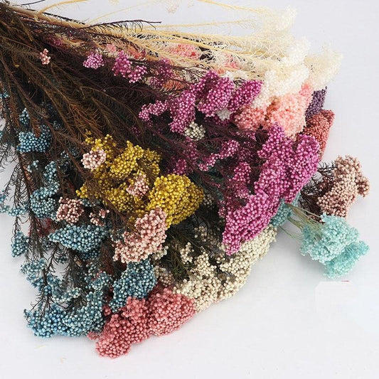 Preserved Rice Flowers, dried bouquet 100g per bunch, White Rice Flower, Pink Riceflower