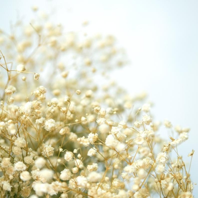 Cream Preserved Babys Breath, Preserved Gyp 100g per bunch