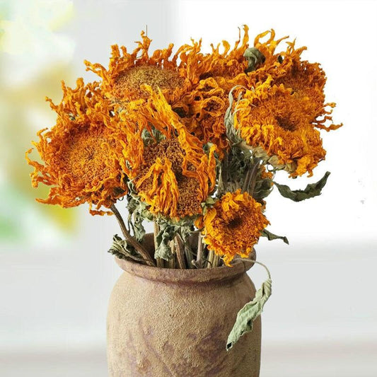 x5 stems wild sunflowers dried, home decor, rustic flower