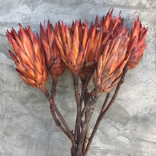 x6 stems dried protea repens, africain dried flower
