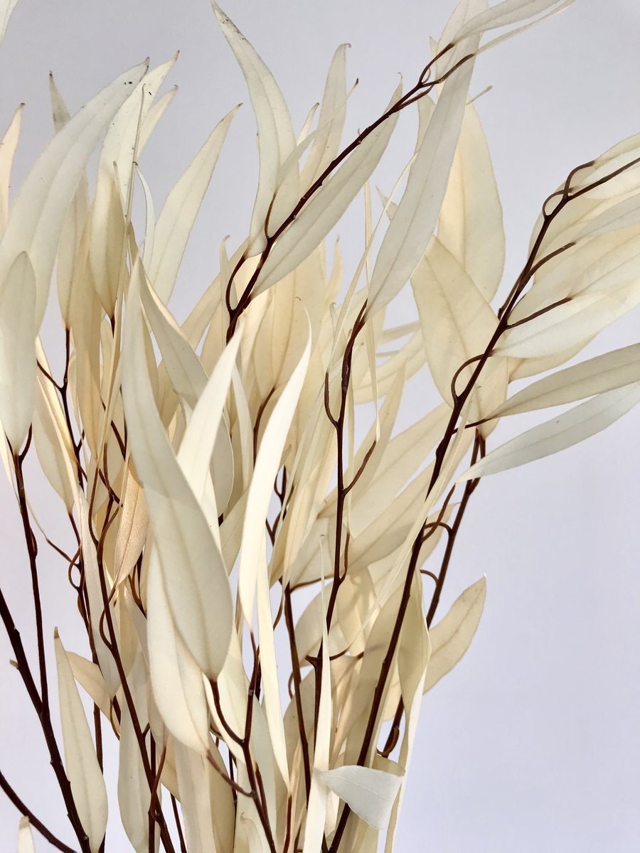 Preserved eucalytus willow, preserved leave, willow eucalyptus, ivory eucalyptus, preserved foliage