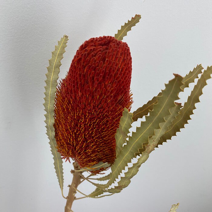 x1 Banksia red dried, australian exotic flower, décoration, red flower