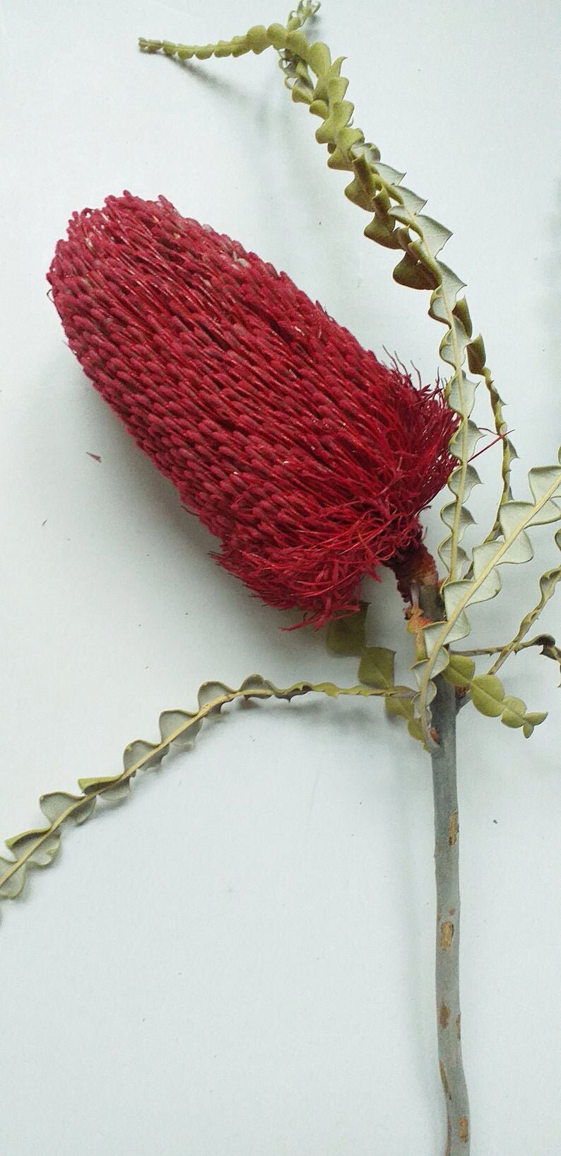x1 Banksia red dried, australian exotic flower, décoration, red flower