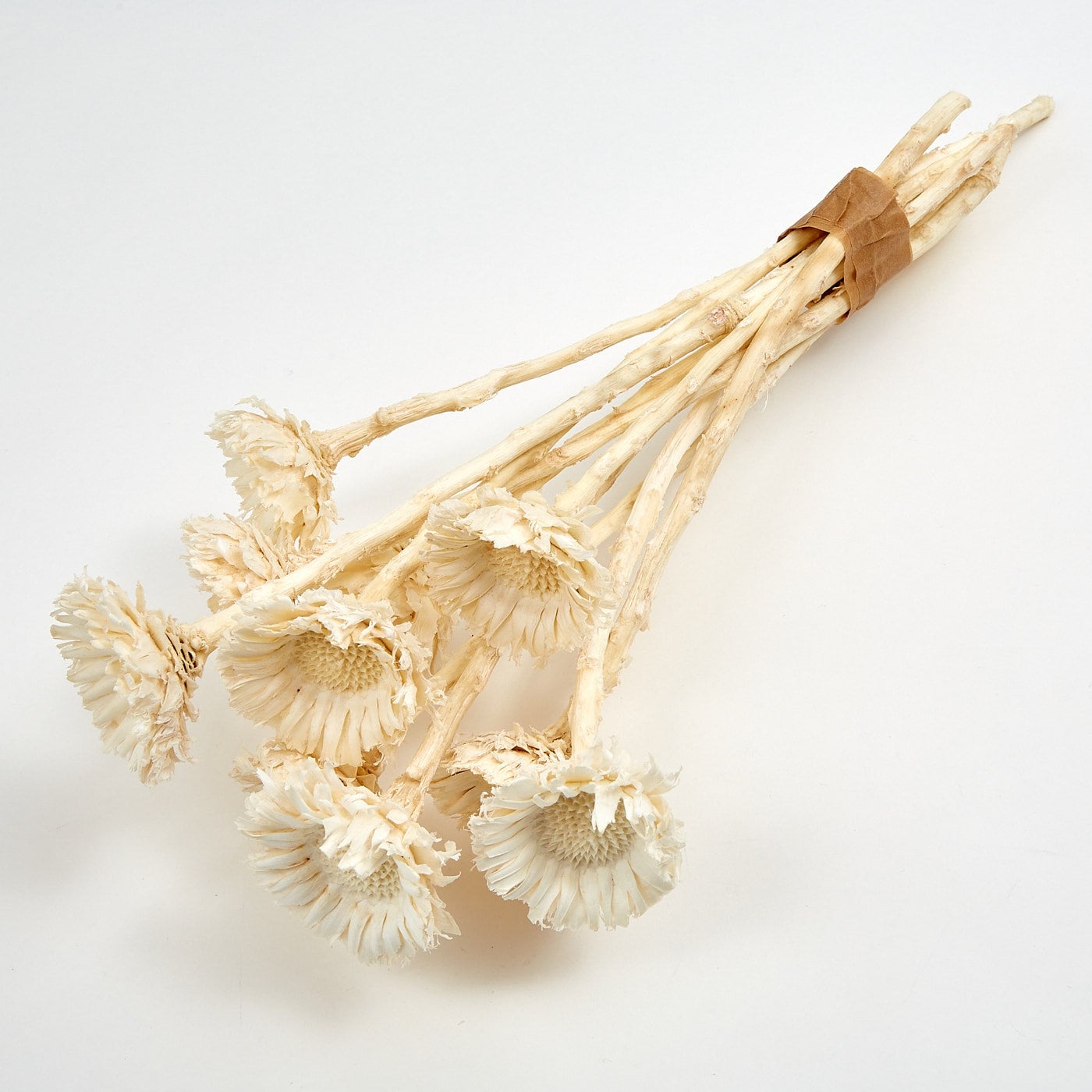 x6 stems dried bleached protea compacta pop, african dried flower, exotic dried flower