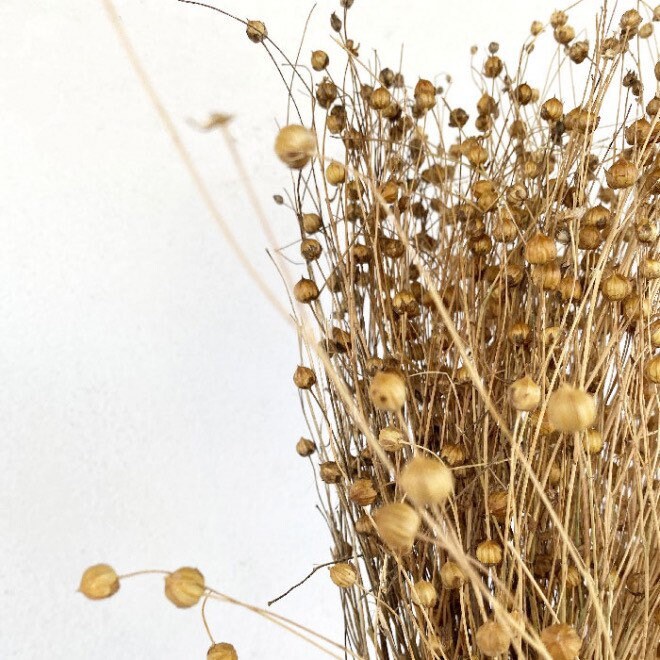 Flax linum, dried linum natural bunch 90-100g