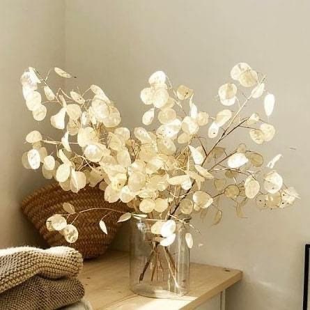 Mini bunch bleached preserved lunaria biennes short stems 20-25cm,monnaie du pape stabilisé