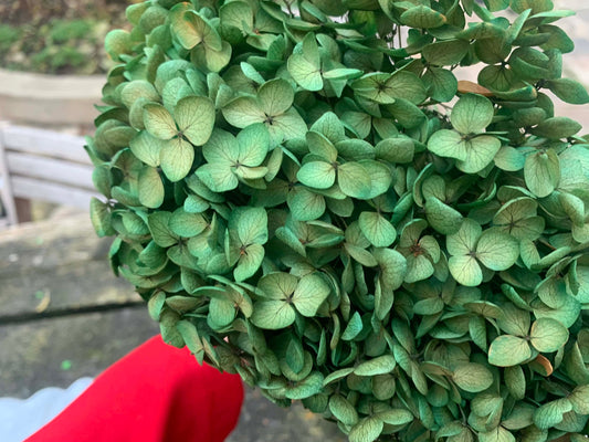 Preserved hydrangea green miw yellow gradient diameter 18-20cm, hortensia, decoration