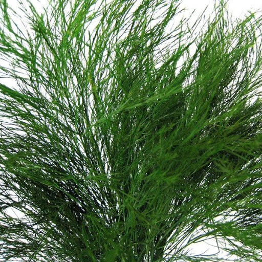 Preserved Tree fern, tiki fern forest green color 120g per bunch, wall moss, wall decoration, vegetable table