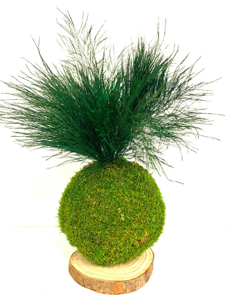 Preserved Tree fern, tiki fern forest green color 120g per bunch, wall moss, wall decoration, vegetable table