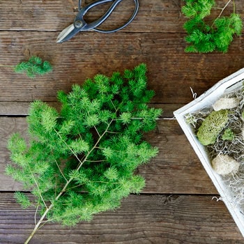 Preserved ming fern green color, wall decoration, ming fern stabilise