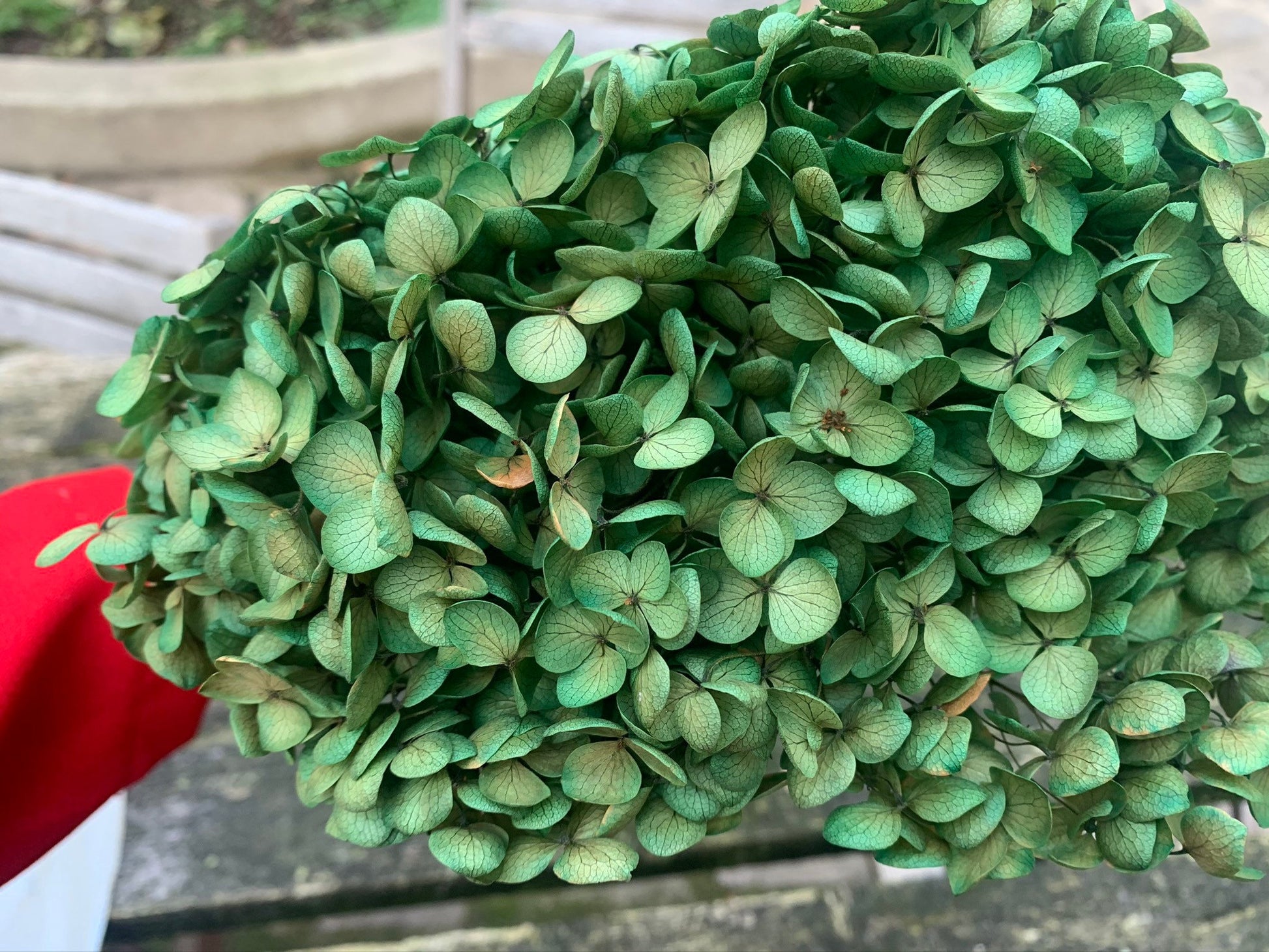 Preserved hydrangea green miw yellow gradient diameter 18-20cm, hortensia, decoration