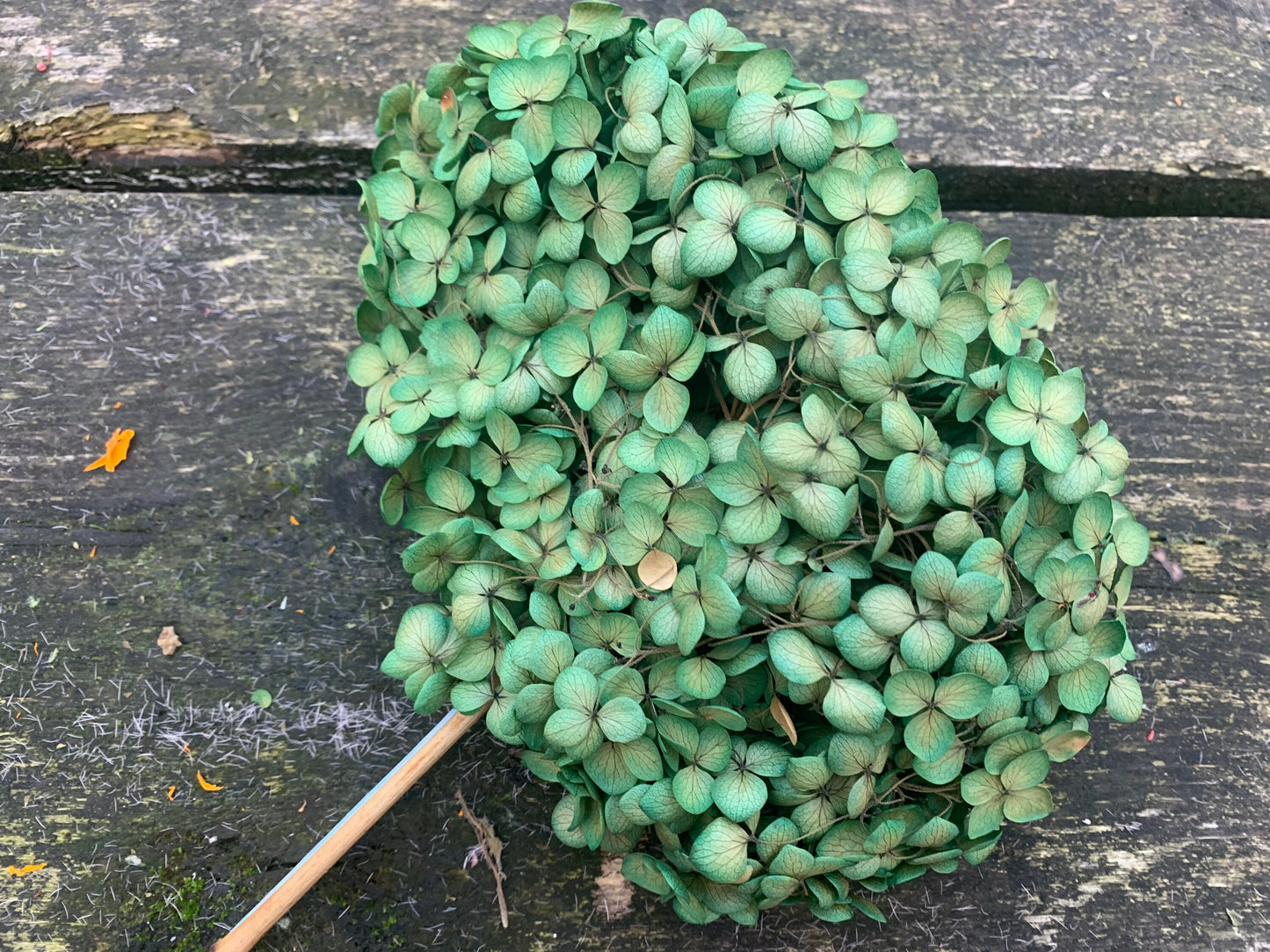 Preserved hydrangea green miw yellow gradient diameter 18-20cm, hortensia, decoration