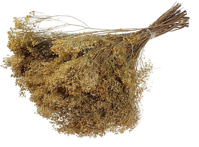 Bloom groom natural, gold green natural bloom groom dried flower 100g per bunch