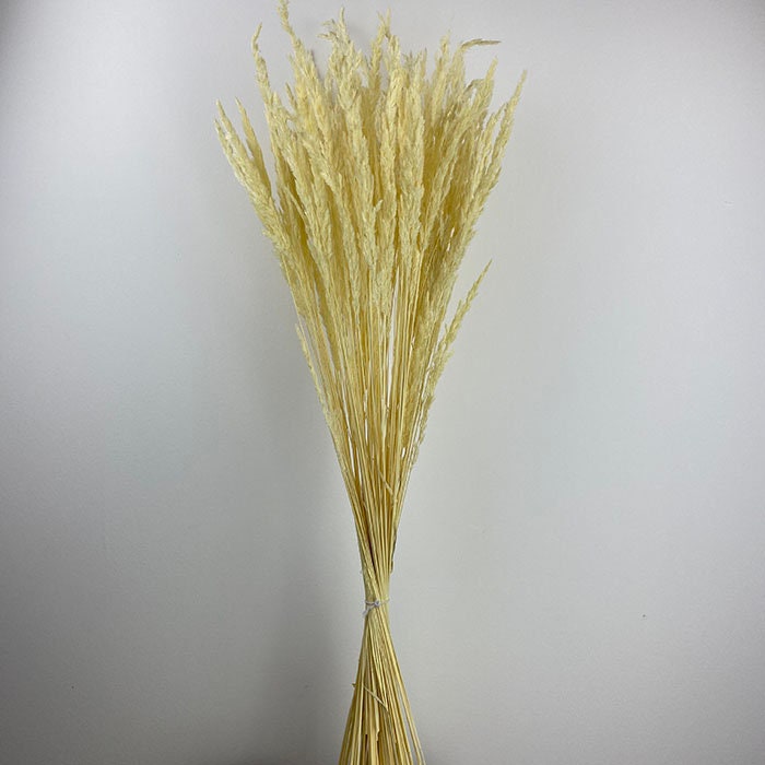 Dried natural Piumetta bunch, ivory bunch, dried flower