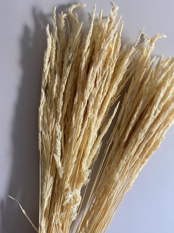 Dried natural Piumetta bunch, ivory bunch, dried flower
