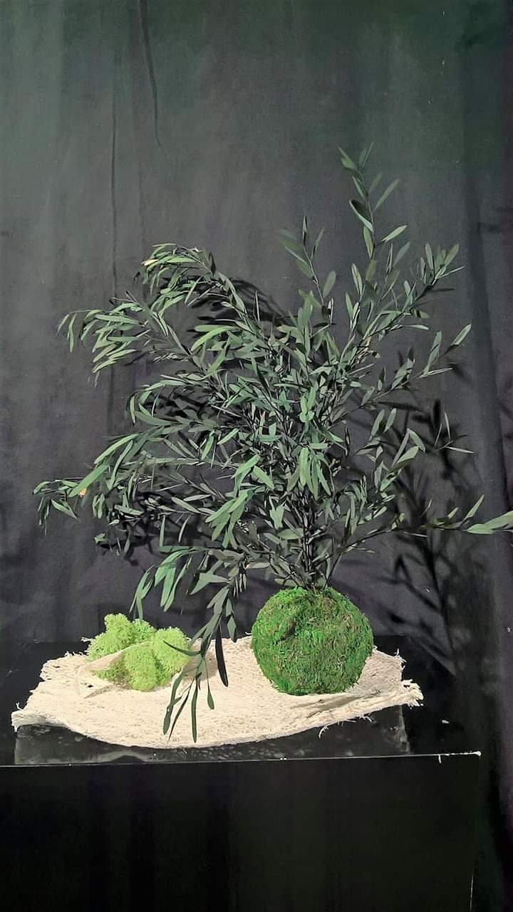 Preserved eucalytus nicoly, preserved leaf, wall decoration, rustic decoration