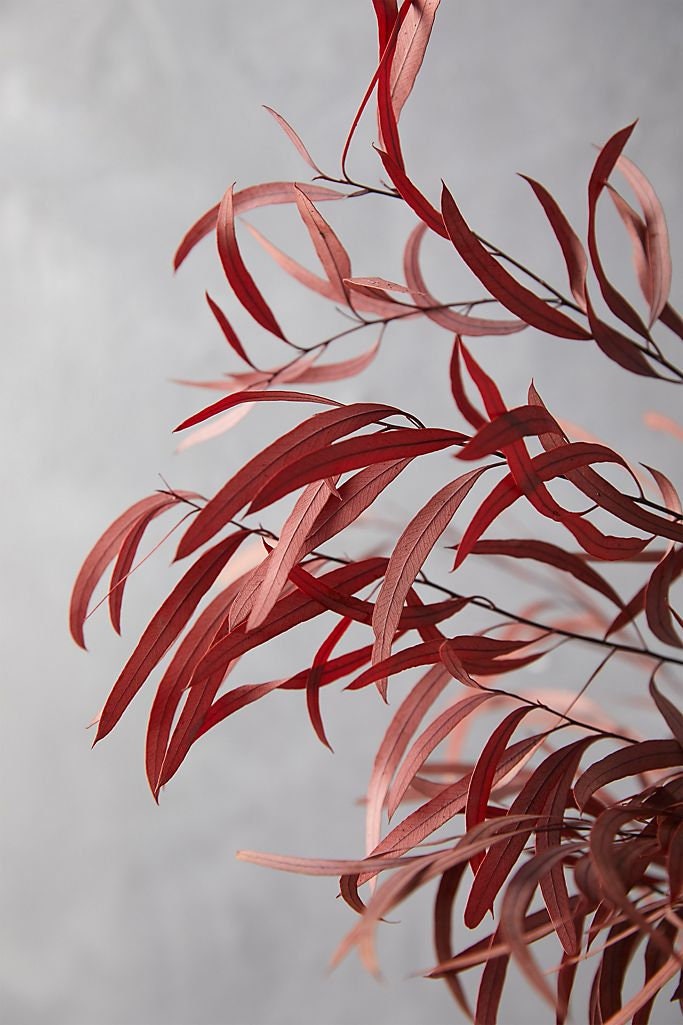 Preserved Red eucalytus nicoly, red bunch, preserved leaf, wall decor, kokedama tool