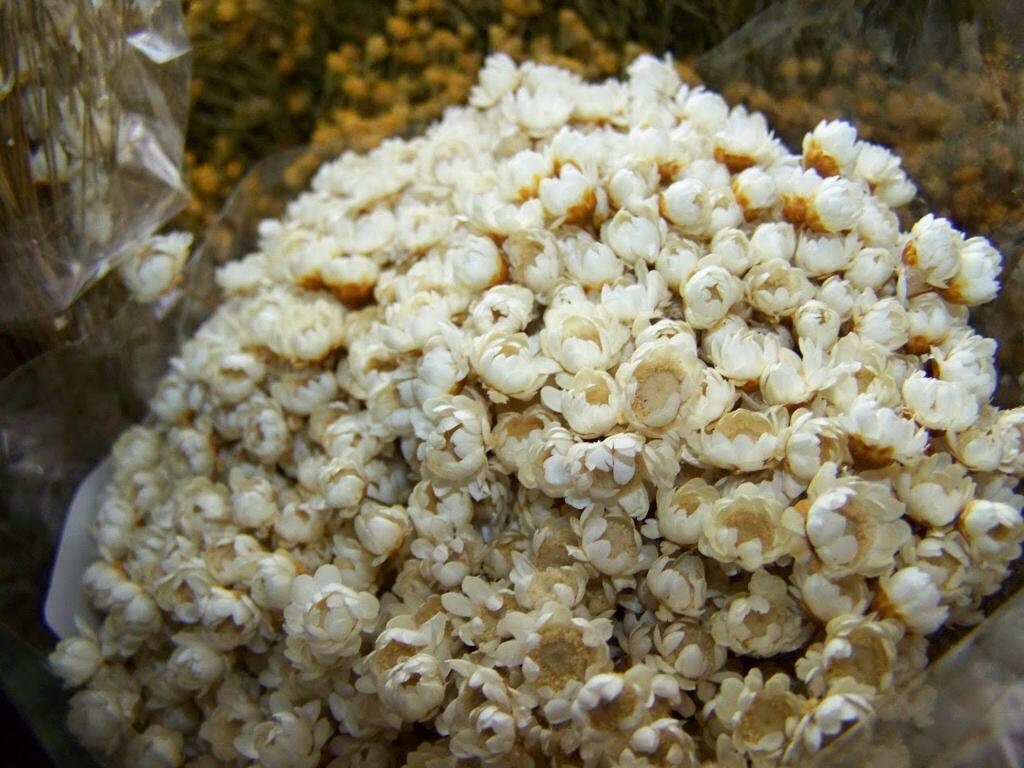 Natural Glixia Brazil, mini star, snowy flower white bunch, immortelle brezil, 3oz bunch, rustic decoration