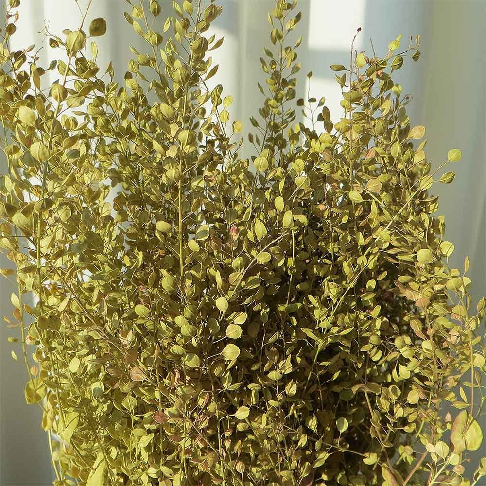 Lepidium natural, Pepper Grass, Dried Flower,Dried Flowers Flowers For Arrangements