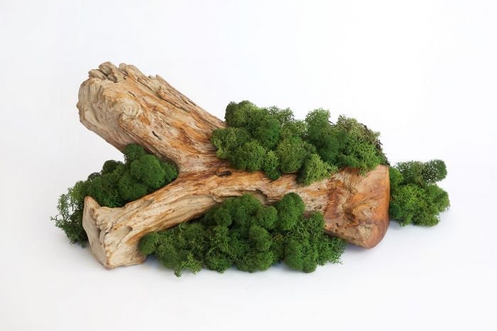 Reindeer Moss Dark forest Green, preserved moss, wall decoration