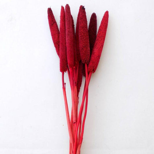 x10 stems Babala red, red dyed bunch