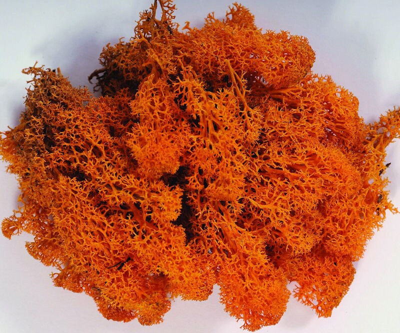 Orange preserved reindeer moss, wall decoration, terrarium