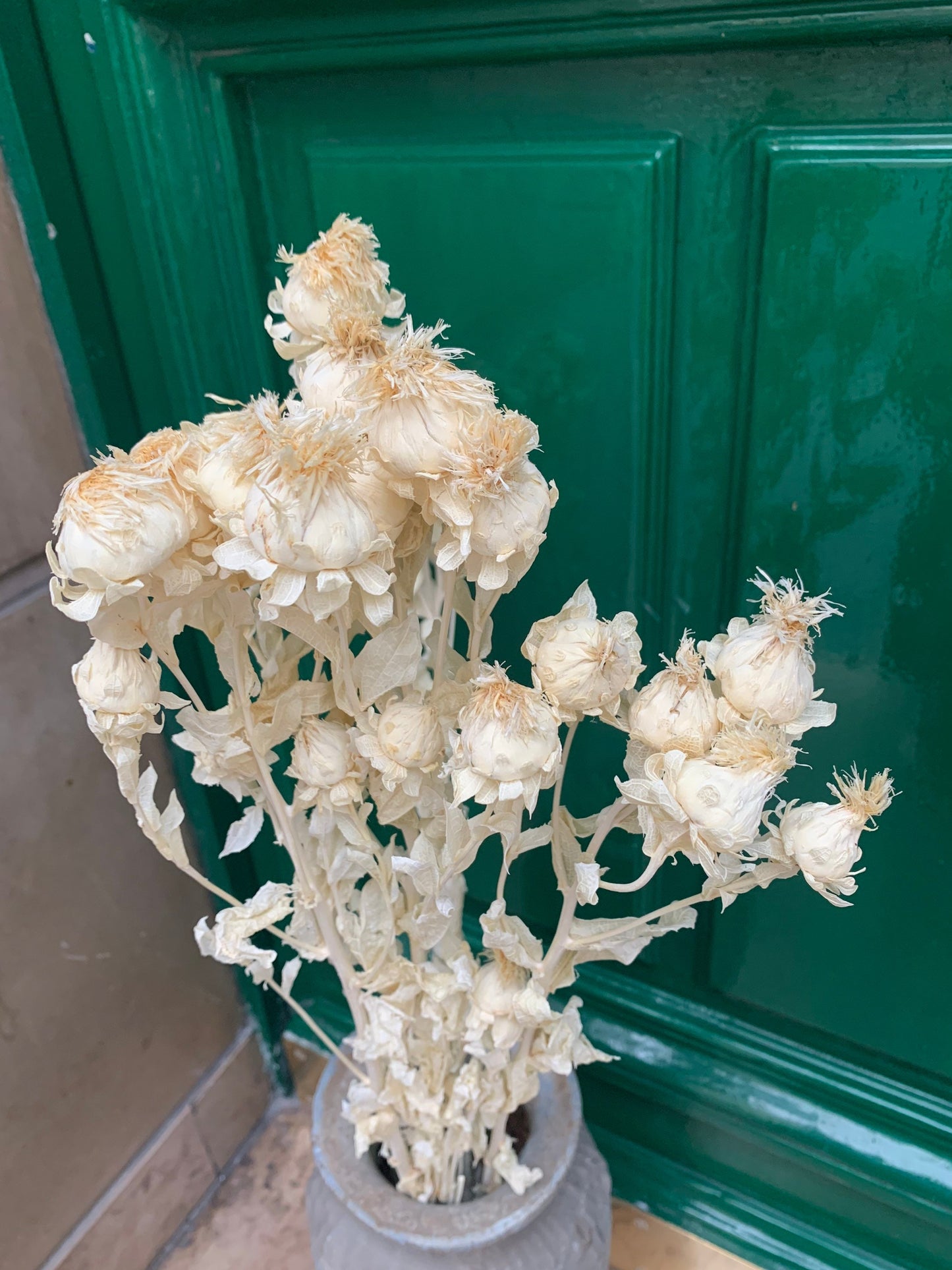 Carthamus bleached, biden flower, white bunch rustic