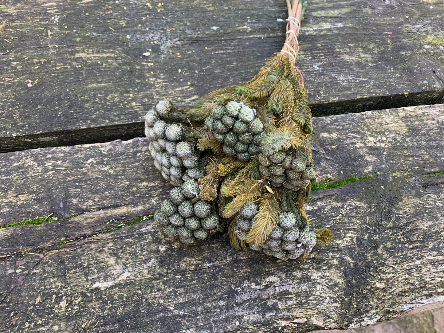 Brunia albiforma greeny natural color bunch