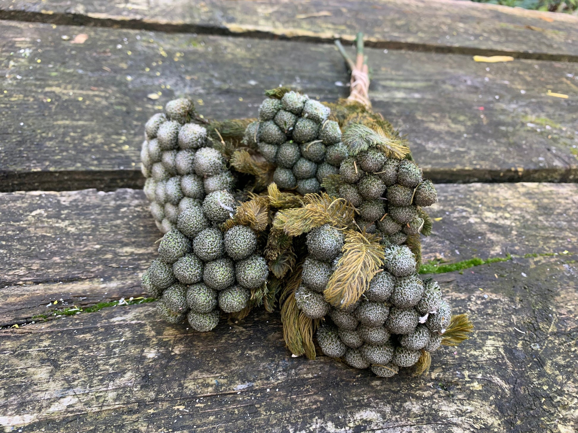 Brunia albiforma greeny natural color bunch